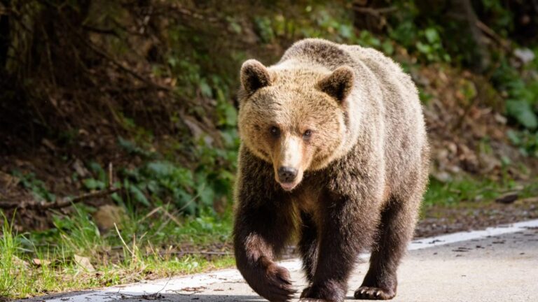 d80d8092c09e31a5c31451f0ff7a5cc2