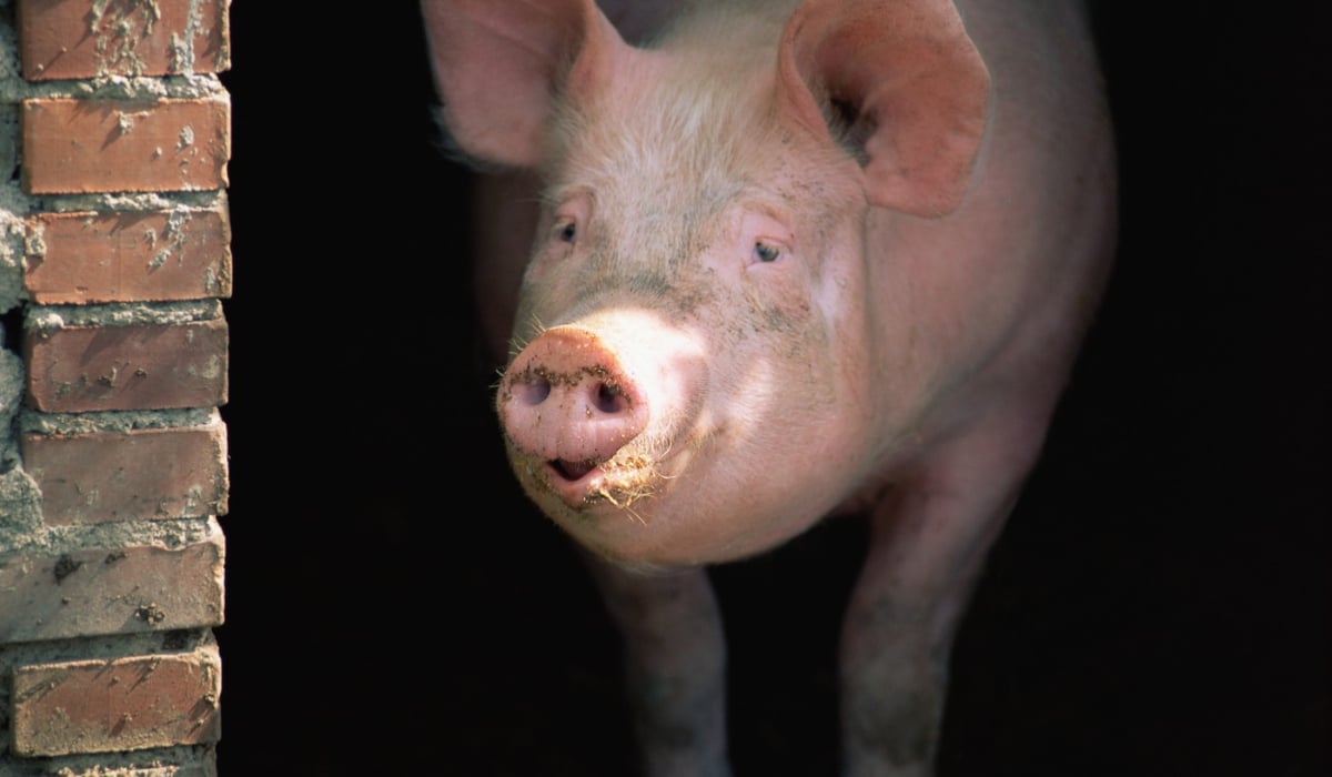 85f07bfaf07860021701c4f899ef3f5a-1